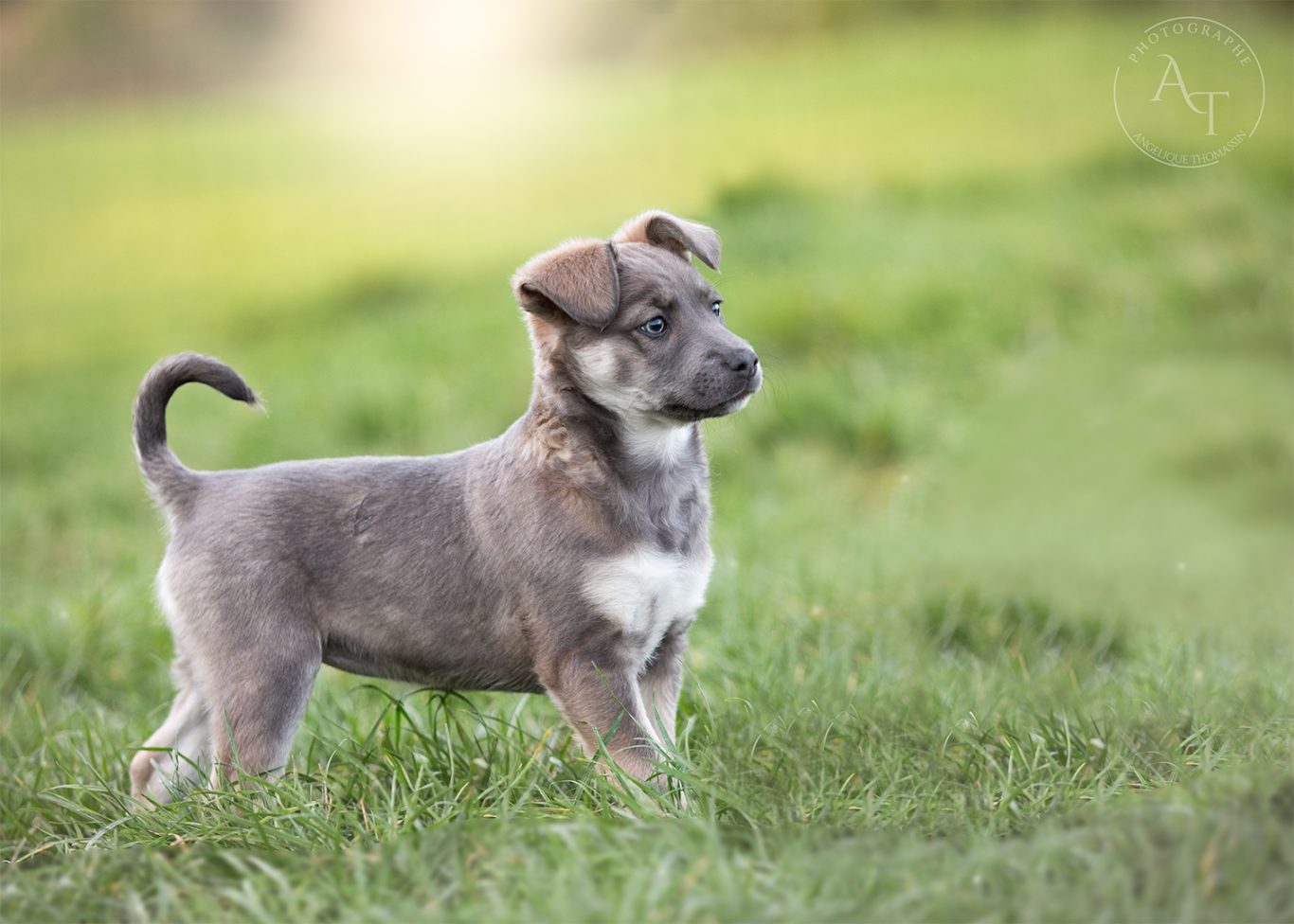 Luna Un chiot gris avec des taches blanches se tient sur l'herbe, regardant au loin.