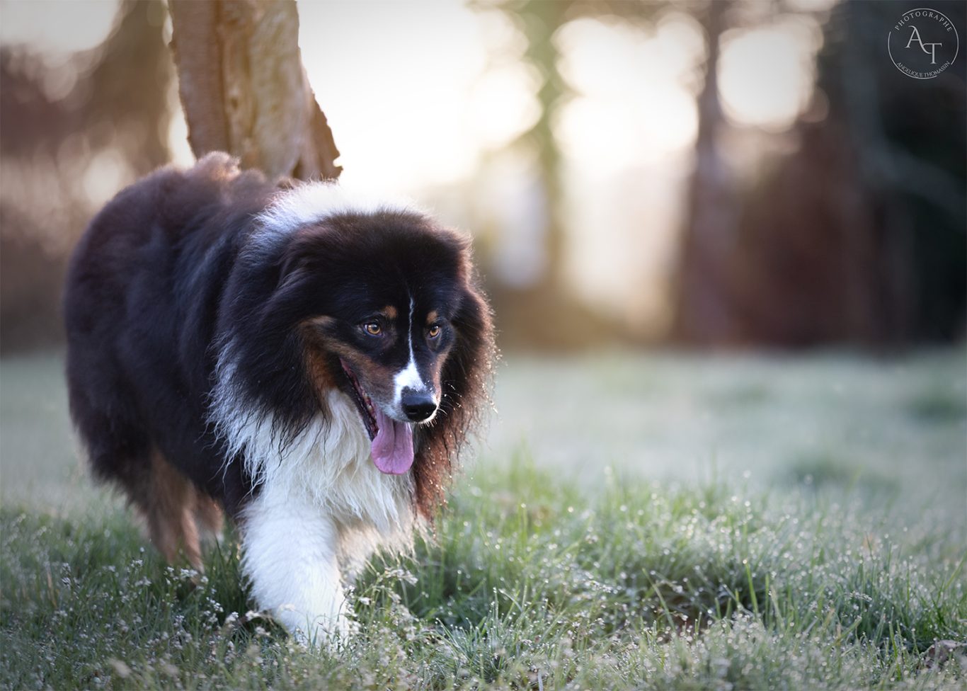 Triptik Un chien de berger noir et blanc marche dans l'herbe, le soir.