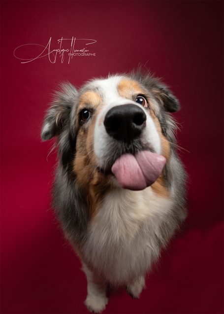 Un chien de berger australien avec un regard amical et la langue tirée.